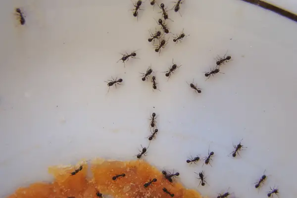 Why Do Ants Survive in a Microwave