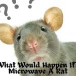 What Would Happen If I Microwave A Rat