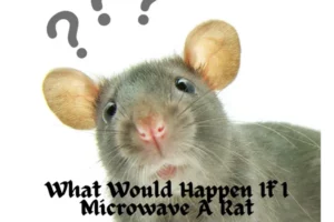 What Would Happen If I Microwave A Rat